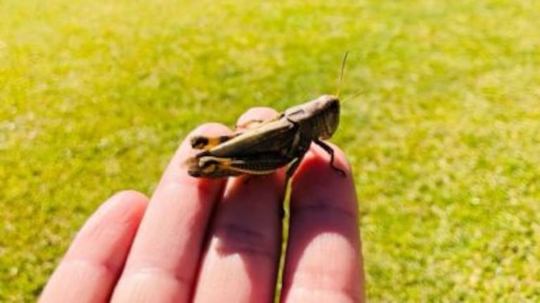 Qué significa escuchar grillos en tu jardín durante la noche.