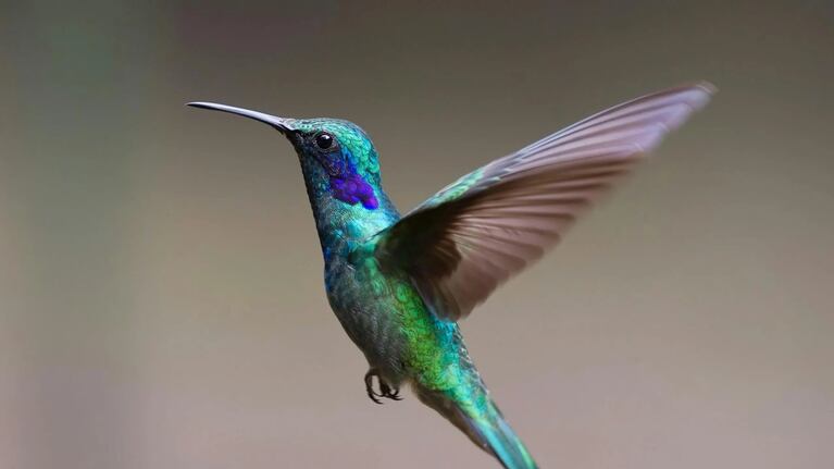 Qué significa la aparición de un colibrí.