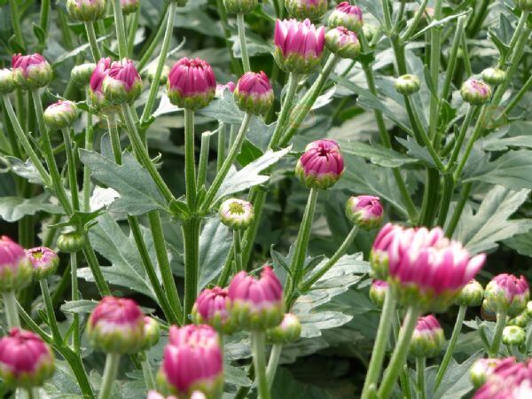 Qué tenés que plantar para recibir la primavera llena de flores