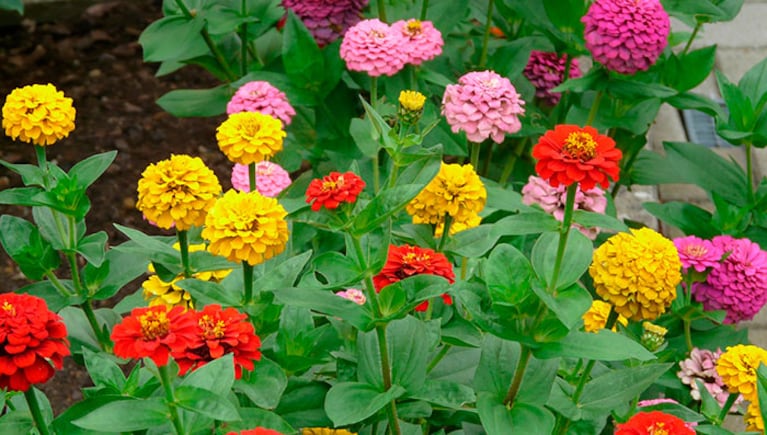 Qué tenés que plantar para recibir la primavera llena de flores