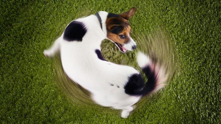 Que tu perro se muerda la cola puede ser peligroso