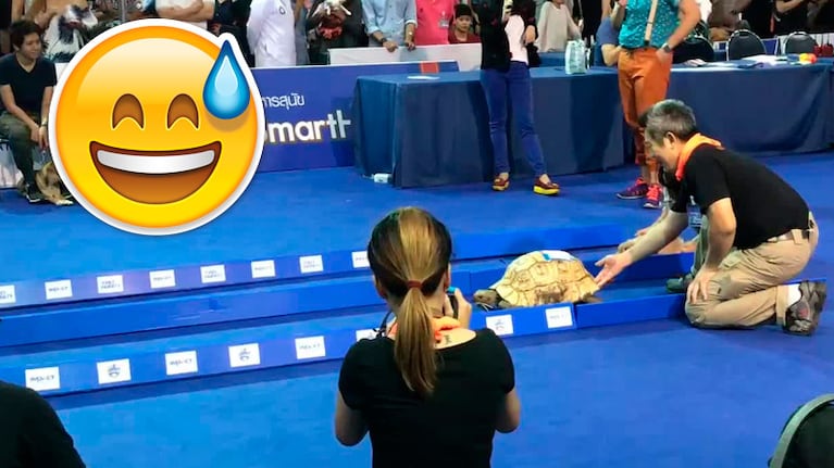 ¿Quién gana, la liebre o la tortuga?
