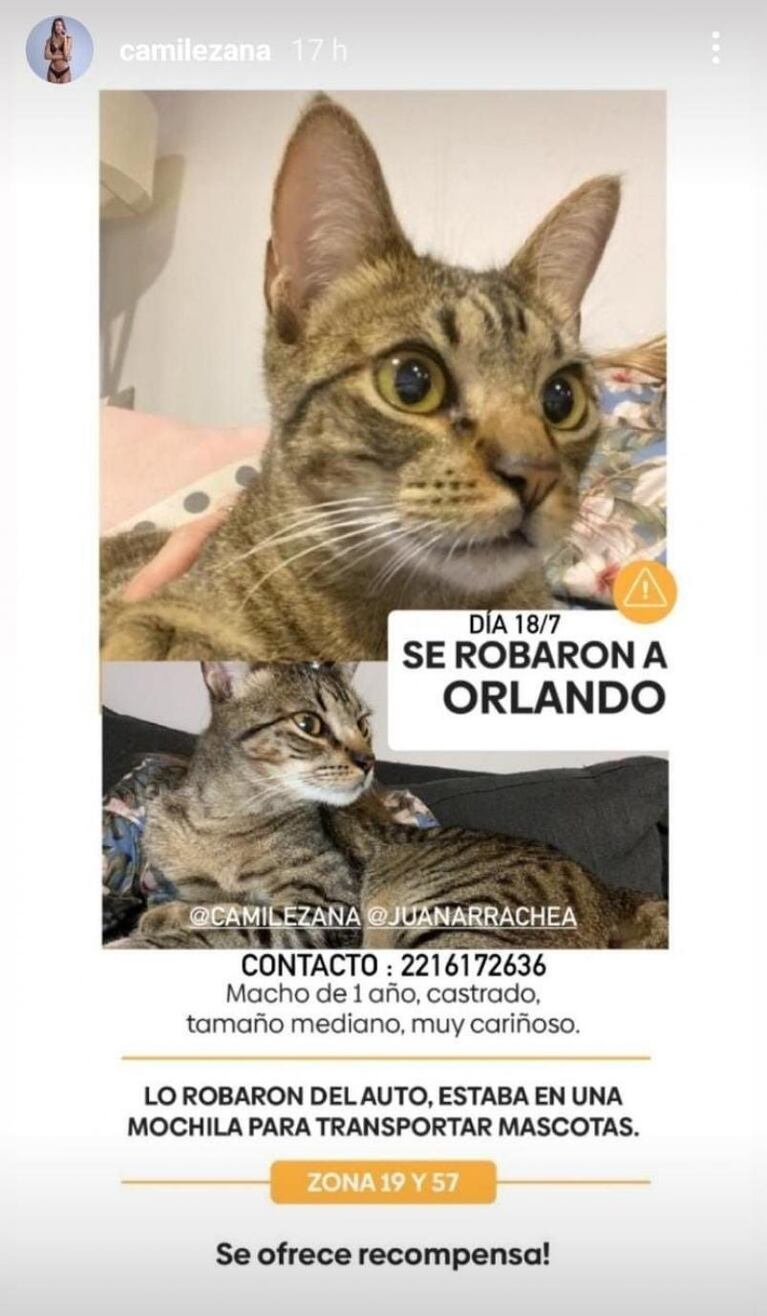 Quiso robar un bolso con plata y se llevó al gato Orlando: lo busca una ciudad entera