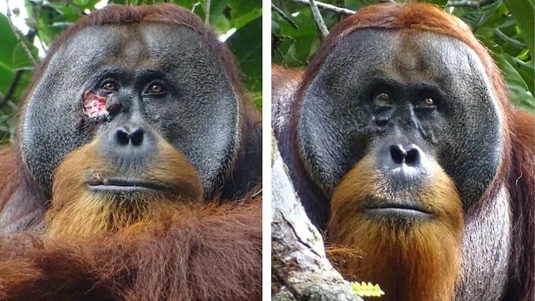 Rakus, el orangután que se curó sus propias heridas.