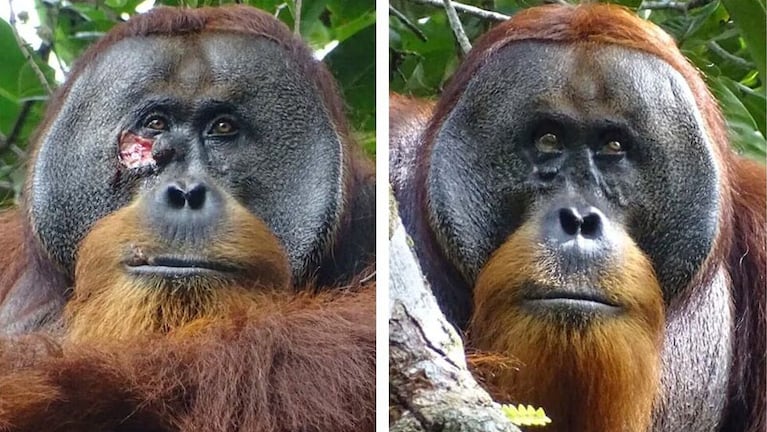 Rakus, un orangután fuera de lo común.