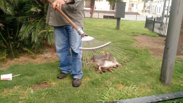 Ratas muertas: la Municipalidad fumigó la Plaza San Martín