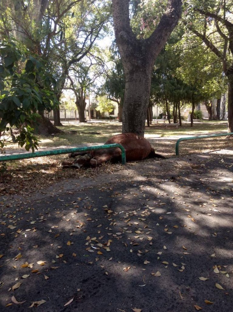 Reclamo sin respuesta: tiraron un caballo muerto en una plaza