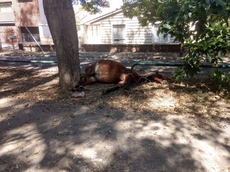 Reclamo sin respuesta: tiraron un caballo muerto en una plaza