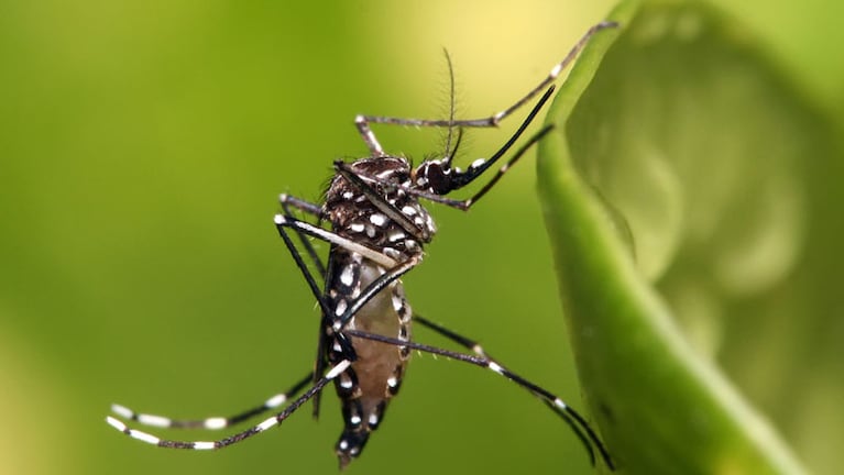 Récord histórico de muertes por dengue.