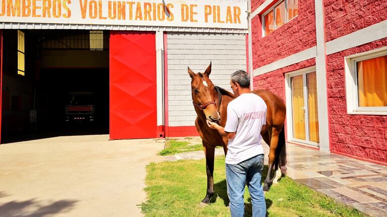Recuperaron a Gliver, el caballo robado a los Bomberos de Pilar.