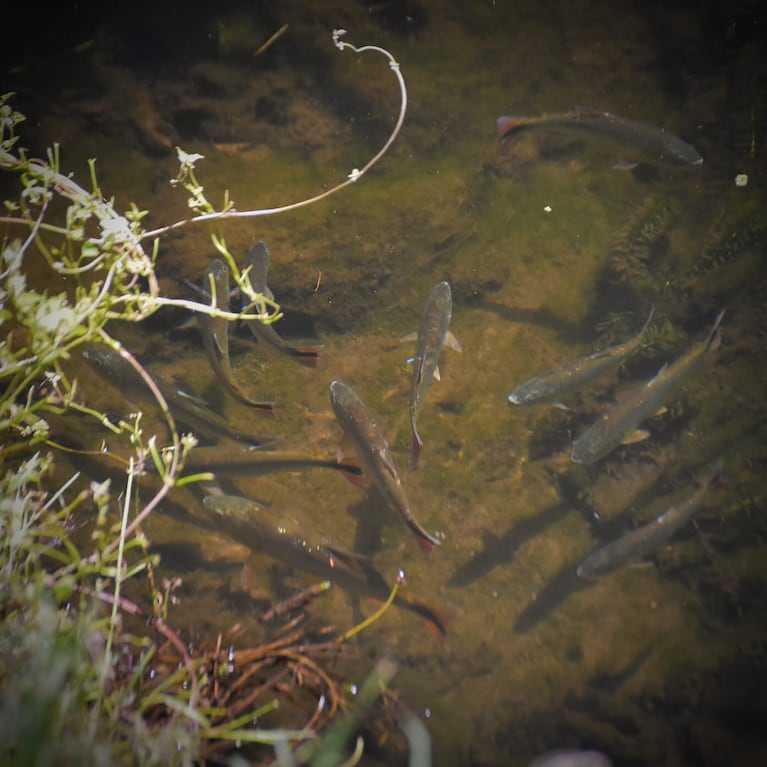 Recuperaron un pez mítico en el río más caudaloso de Córdoba: ahora lo amenaza la pesca