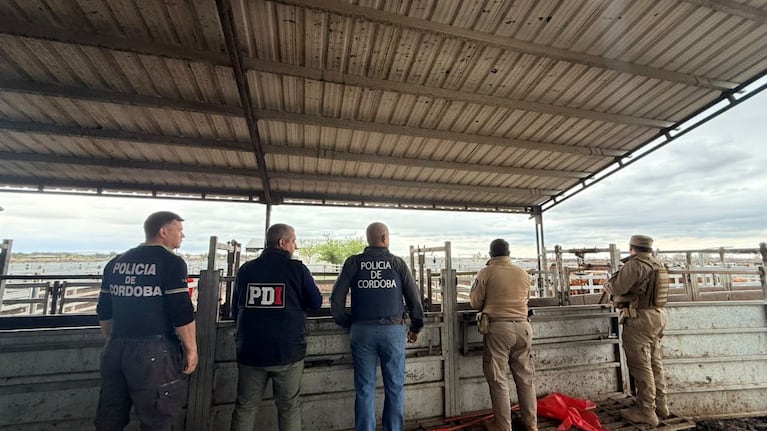 Recuperaron vacas valuadas en $165 millones: habían sido compradas con cheques sin fondos