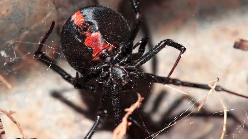 Redback, la araña que puede ocasionar la muerte.