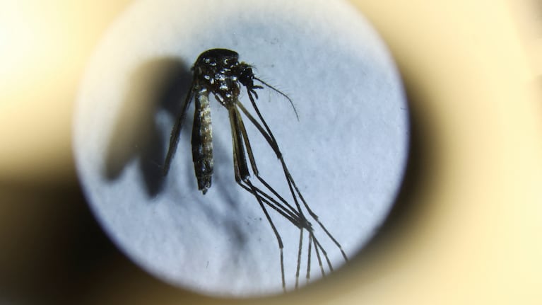 Remarcan en que el brote de dengue no terminó. REUTERS/Agustin Marcarian