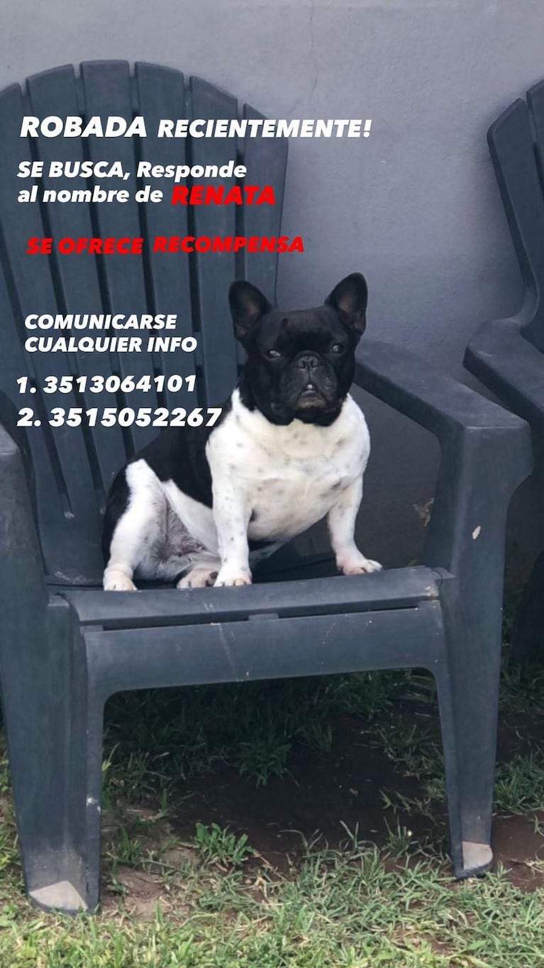 Renata, la perrita robada