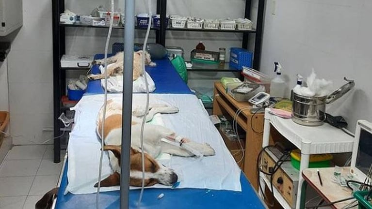 Rescatan animales en situación de maltrato y piden ayuda para seguir: "No damos más"