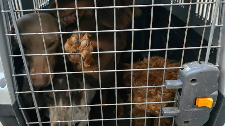 Rescataron 30 perros en mal estado en Jesús María.