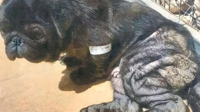 Rescataron 41 perros en pésimas condiciones de un criadero ilegal en Alta Gracia