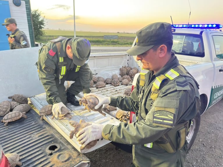 Rescataron a 166 tortugas terrestres.