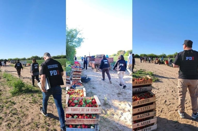 Rescataron a 42 trabajadores explotados en un campo de frutillas: el horror al que los sometían
