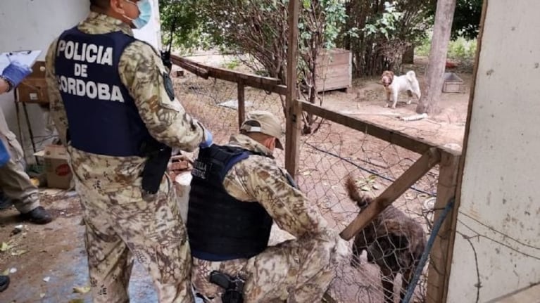 Rescataron a 87 perros en estado de desnutrición.