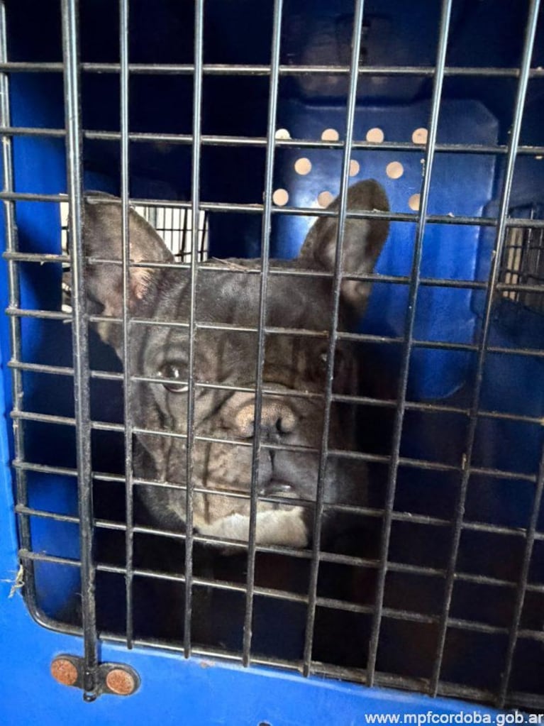 Rescataron a más de 140 perros durante allanamientos en Córdoba. (Foto: MPF)