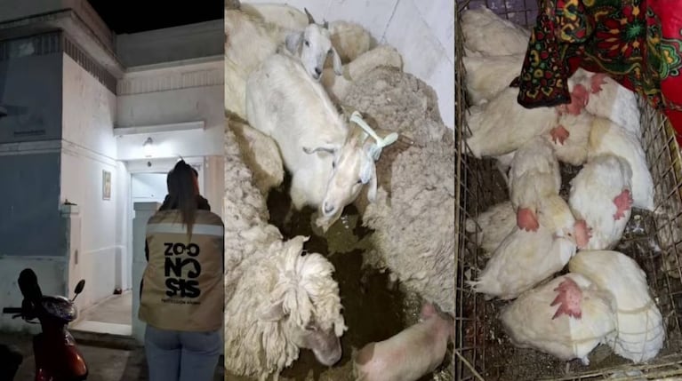 Rescataron a más de 40 animales en el templo umbanda al que iba Morena Rial: estaban por sacrificarlos
