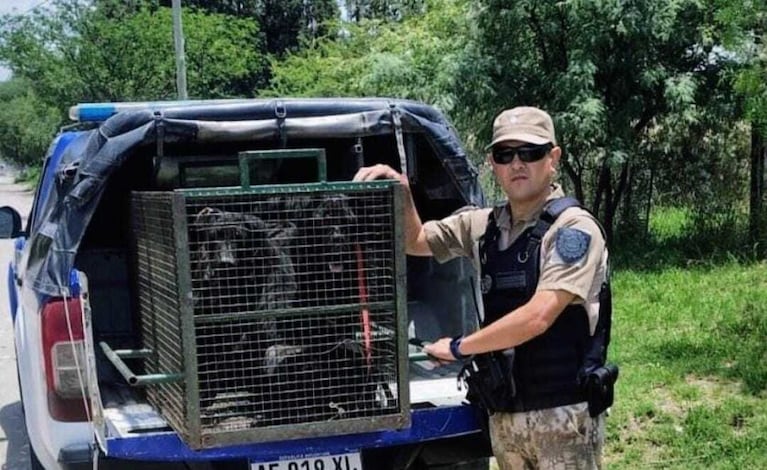 Rescataron a tres perras en estado de abandono y maltrato en una casa de Córdoba