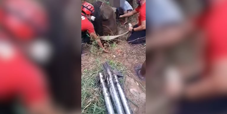 Rescataron a un caballo que cayó a un pozo ciego de 3 metros en el interior de Córdoba