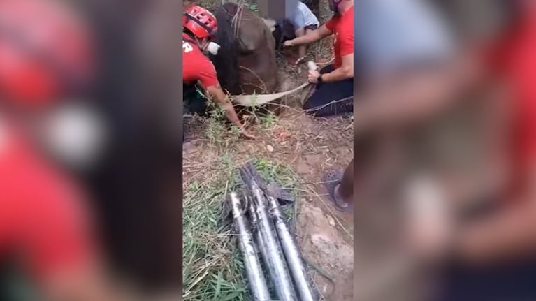 Rescataron a un caballo que cayó a un pozo ciego de 3 metros en el interior de Córdoba