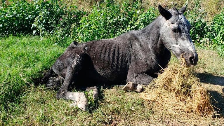 Rescataron a un caballo que fue salvajemente golpeado: su vida corre riesgo