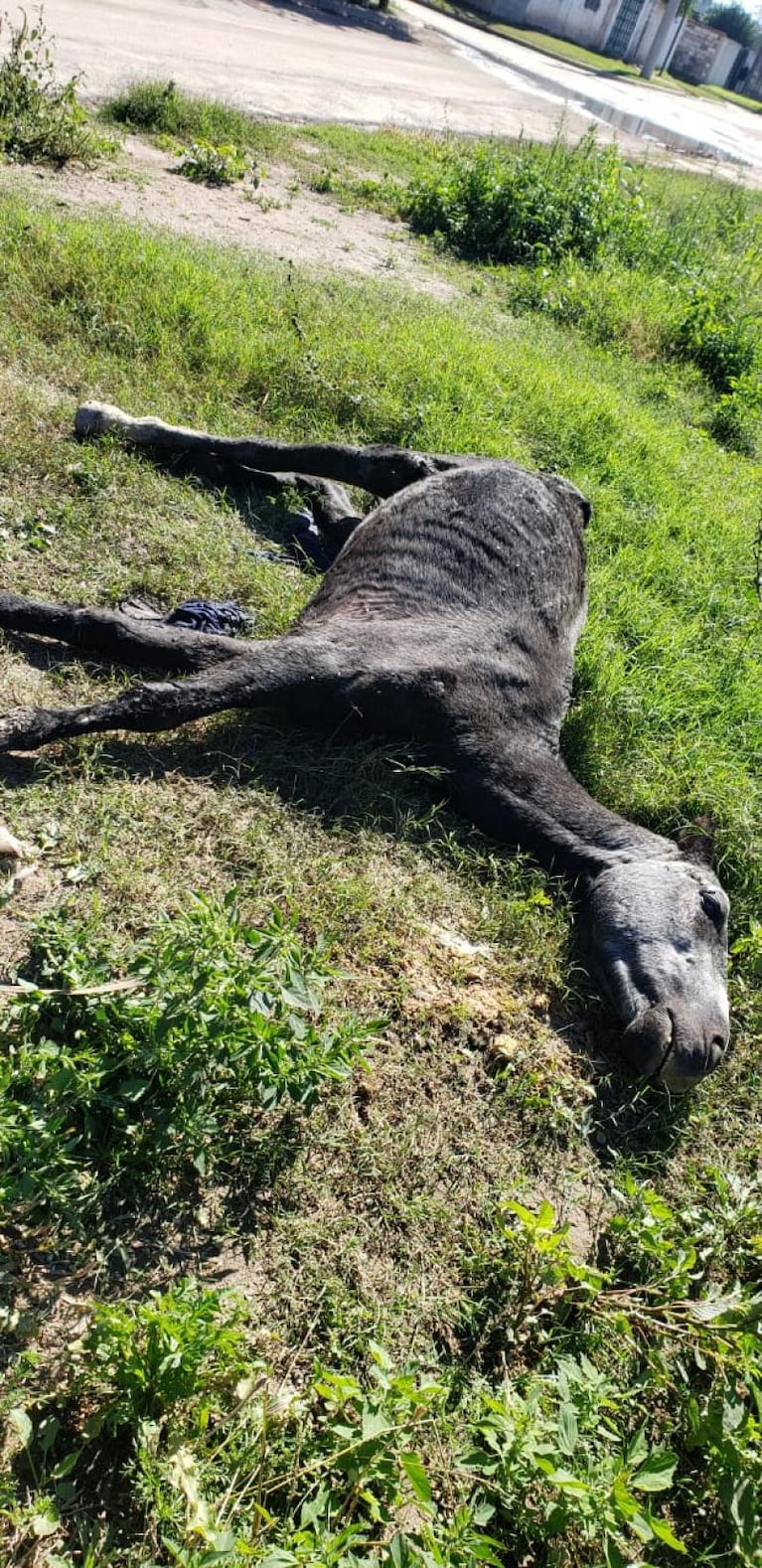 Rescataron a un caballo que fue salvajemente golpeado: su vida corre riesgo