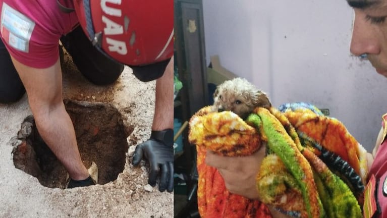 Rescataron a un cachorrito que cayó a un desagüe.