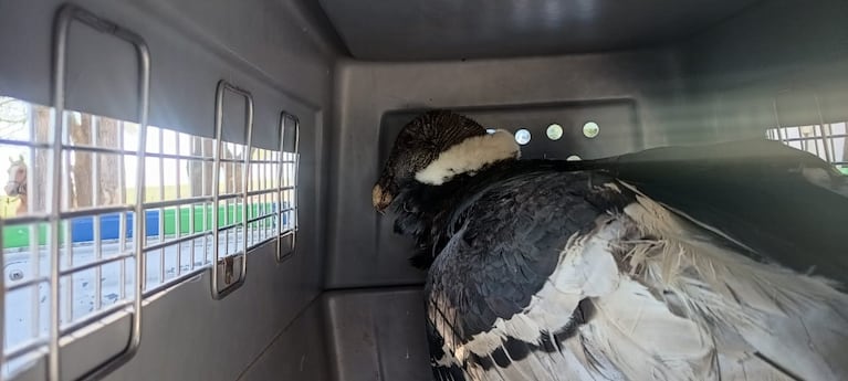Rescataron a un Cóndor en Córdoba.