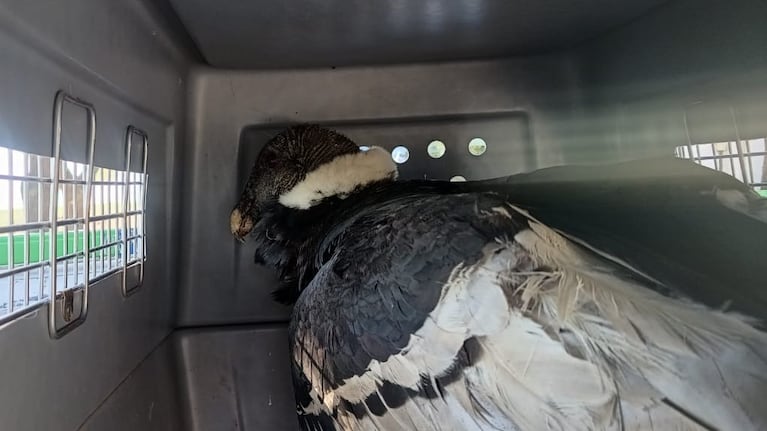 Rescataron a un Cóndor en Córdoba.