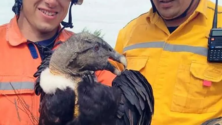 Rescataron a un cóndor en Salsacate.