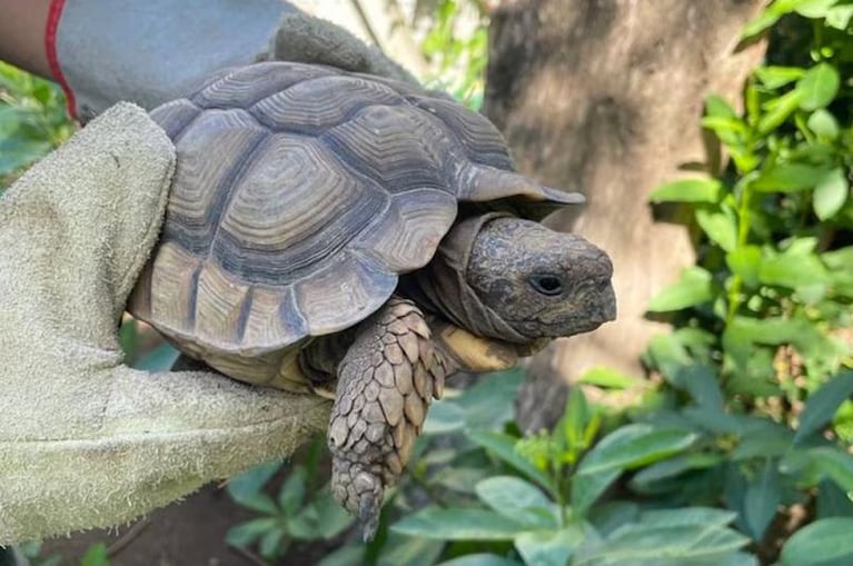 Rescataron a un flamenco del patio de una casa: sospechan que tenía un ala quebrada