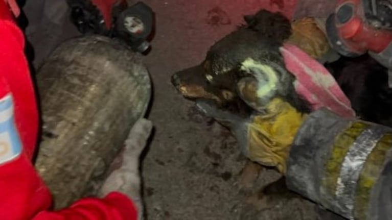 Rescataron a un perro tras un incendio en una casa en Alberdi.
