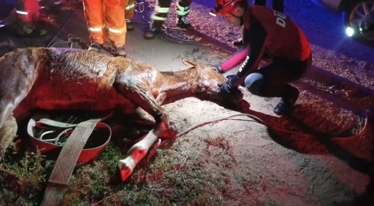 Rescataron a un potrillo que cayó a un canal de riego en Córdoba: video del operativo en plena madrugada