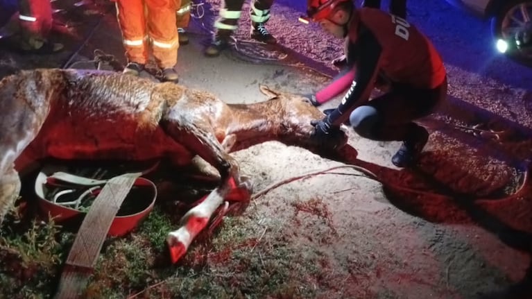 Rescataron a un potrillo que cayó a un canal de riego en Córdoba: video del operativo en plena madrugada