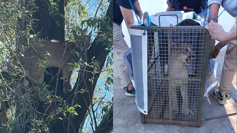 Rescataron a un puma en una casa de Río Cuarto.