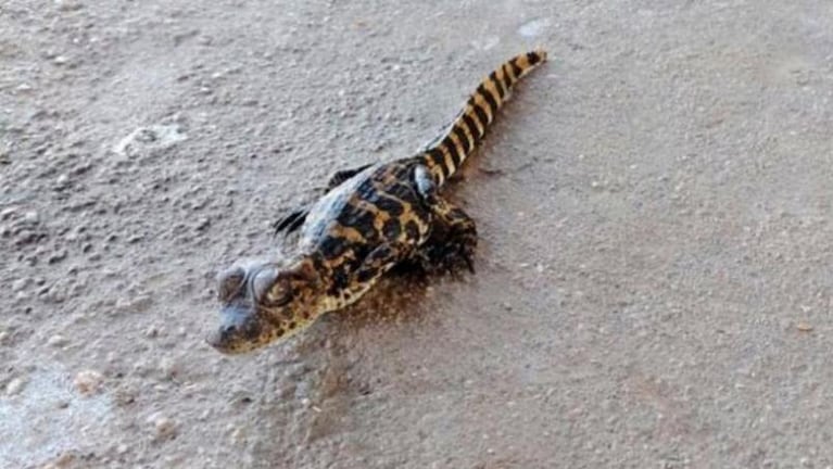 Rescataron a una de las crías de yacaré en la laguna Las Mojarras