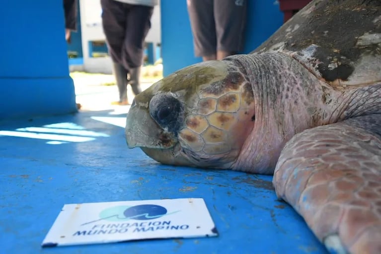 Rescataron a una tortuga marina.