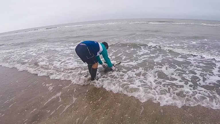 Rescataron a una tortuga marina que defecó basura en San Clemente del Tuyú