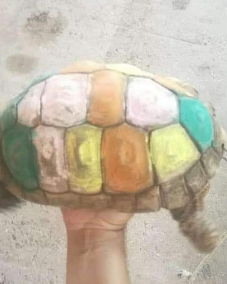 Rescataron a una tortuga que era maltratada: la tenían atada y la pintaban
