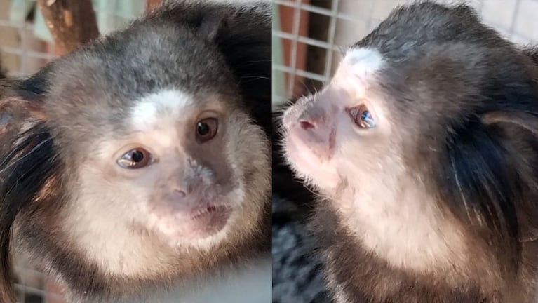 Rescataron animales en Laguna Larga.