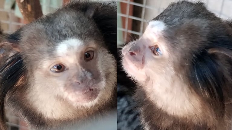Rescataron animales en Laguna Larga.