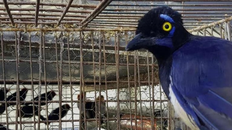 Rescataron cerca de 200 aves en cautiverio en Villa María