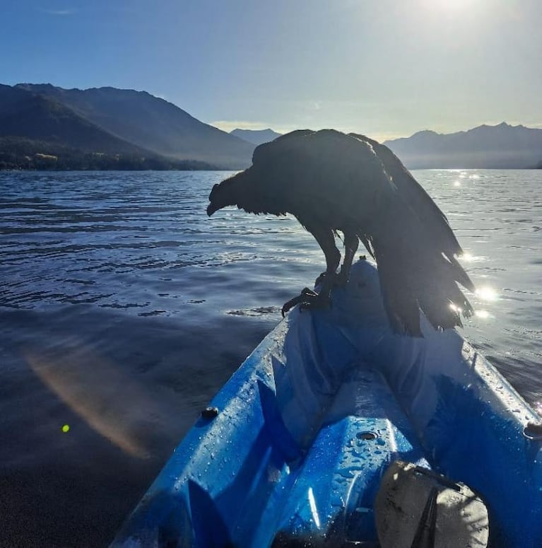 Rescataron en kayak a un cóndor que cayó en el lago Traful
