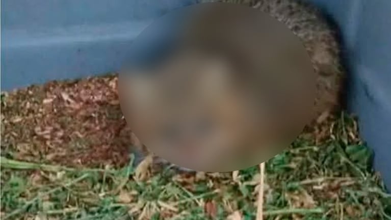 Rescataron en La Calera a un animal "poco frecuente" en Córdoba.